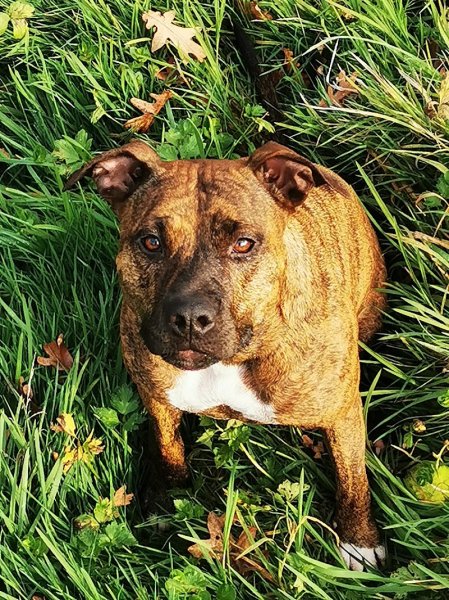 Dog Attitude Comportementaliste et Educateur Canin certifié - Drôme - Isère - Ardèche/Suisse Genève Lausanne