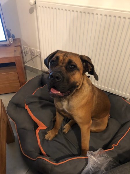 Dog Attitude Comportementaliste et Educateur Canin certifié - Drôme - Isère - Ardèche/Suisse Genève Lausanne - photo 2