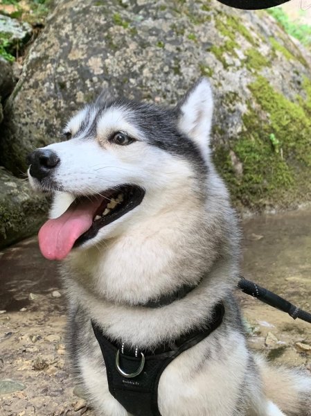 Dog Attitude Comportementaliste et Educateur Canin certifié - Drôme - Isère - Ardèche/Suisse Genève Lausanne - photo 3