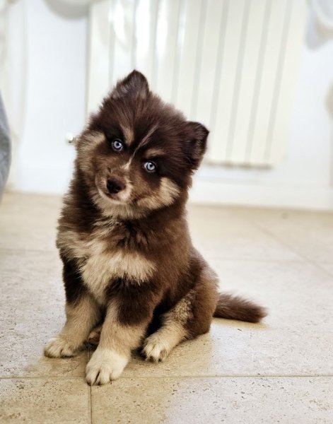 du maître au chien - photo 1