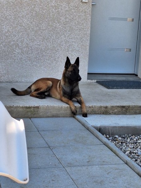 du maître au chien - photo 2