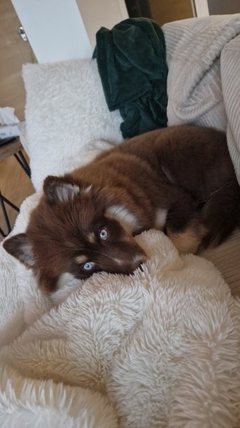 du maître au chien - photo 3