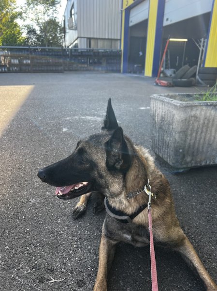 Domaine canin du château - photo 1