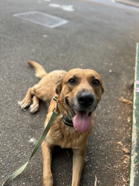 Domaine canin du château - photo 2