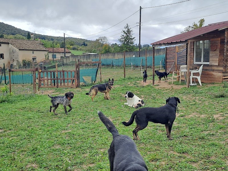 Peace and dog's - photo 1