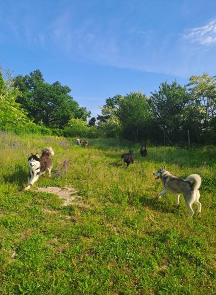 Peace and dog's - photo 2