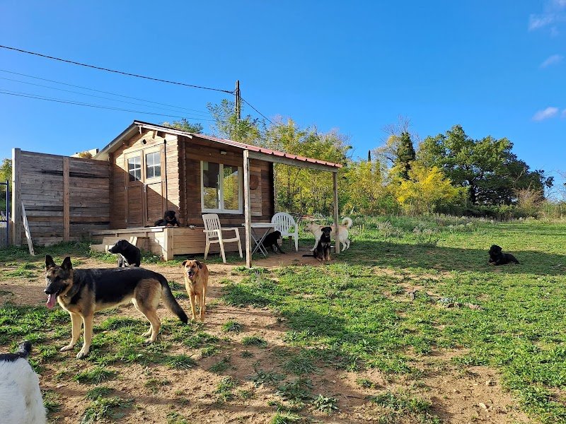 Peace and dog's - photo 3