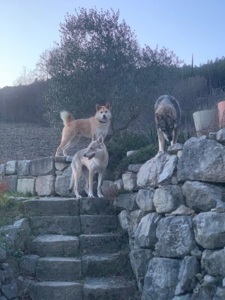 Pension Canine Zaltana - photo 1