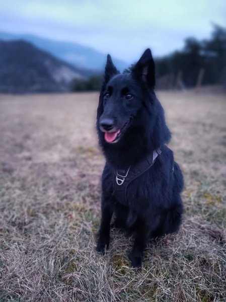 Pension Canine Zaltana - photo 2