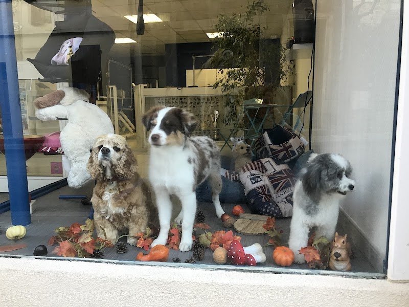 Au Bonheur des Chiens - photo 2