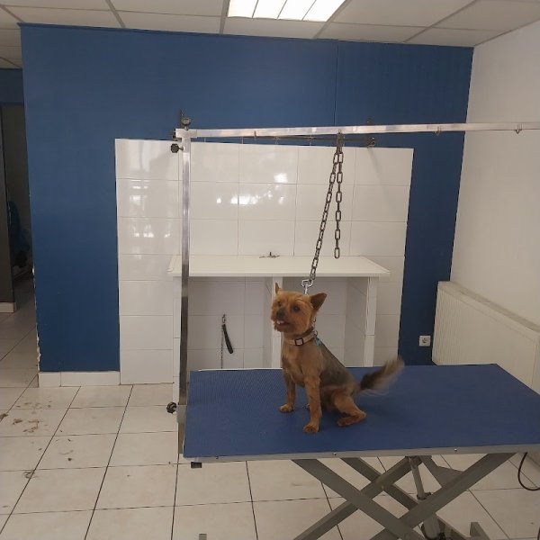 Au Bonheur des Chiens - photo 3