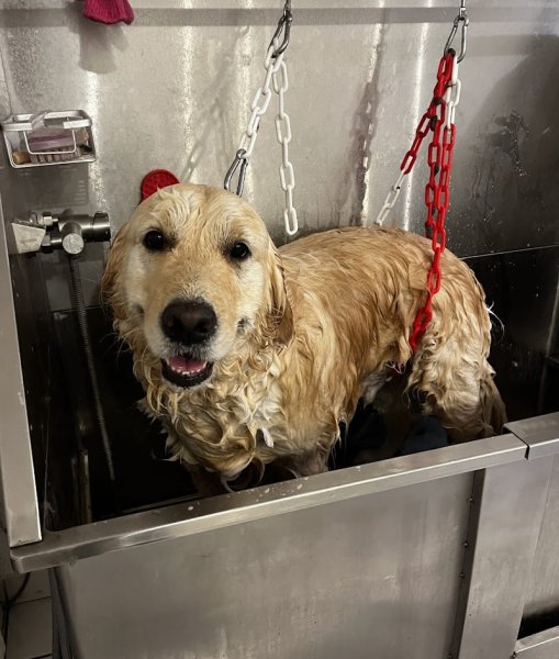 La Toilette Canine - photo 3