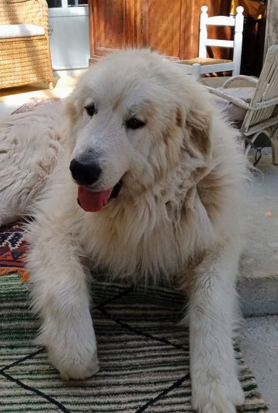 Colo'Canine de la Chênairée - photo 1