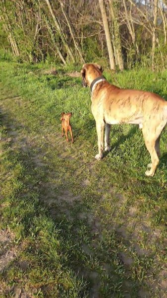 Colo'Canine de la Chênairée - photo 2