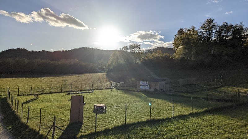 Canis educo - éducatrice canine - photo 1