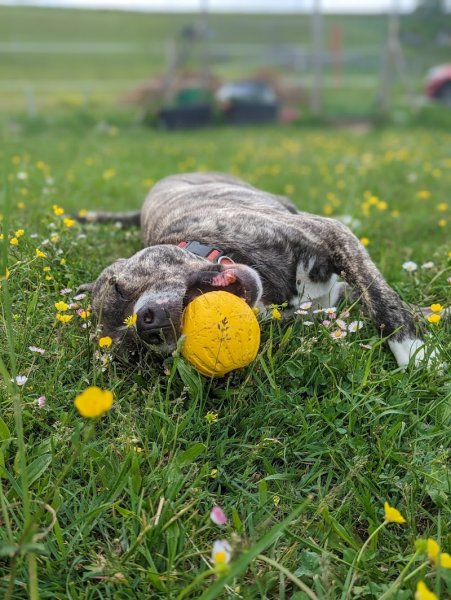 Canis educo - éducatrice canine - photo 2