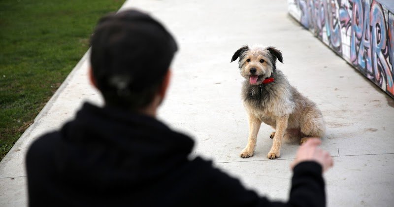 En Terrain Canin 84 – Éducateur canin à Carpentras (méthode naturelle et respectueuse) - photo 1