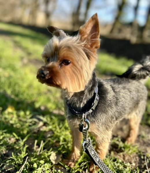 En Terrain Canin 84 – Éducateur canin à Carpentras (méthode naturelle et respectueuse) - photo 2