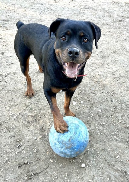 En Terrain Canin 84 – Éducateur canin à Carpentras (méthode naturelle et respectueuse) - photo 3