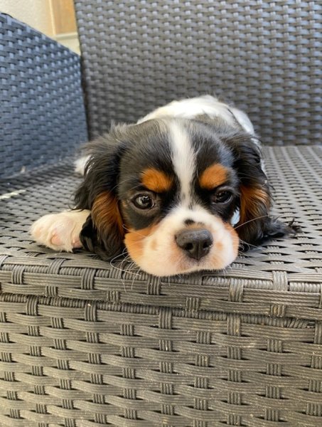 ELEVAGE CANIN DE LA TUILIÉRE - photo 1