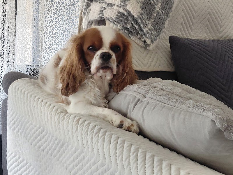 ELEVAGE CANIN DE LA TUILIÉRE - photo 2