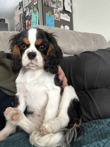 ELEVAGE CANIN DE LA TUILIÉRE - photo 3