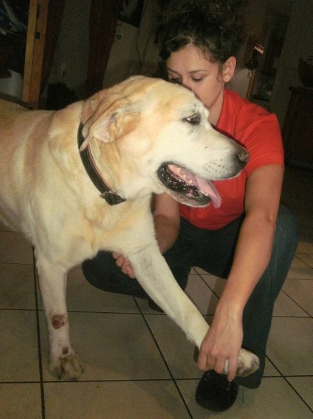 Leoncini Amandine Ostéopathe équin, canin et félin - photo 2