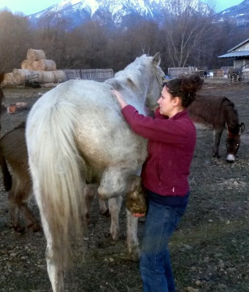 Leoncini Amandine Ostéopathe équin, canin et félin - photo 3