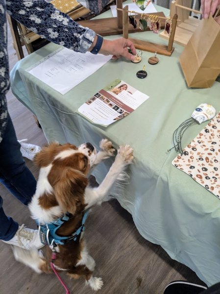 Pet'Attitude - comportementaliste félin en Drôme-Ardèche & création d'accessoires