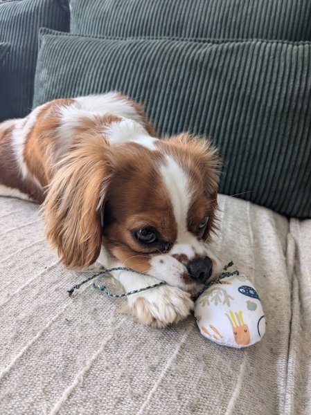 Pet'Attitude - comportementaliste félin en Drôme-Ardèche & création d'accessoires - photo 2