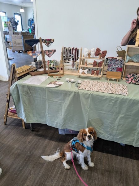 Pet'Attitude - comportementaliste félin en Drôme-Ardèche & création d'accessoires - photo 3