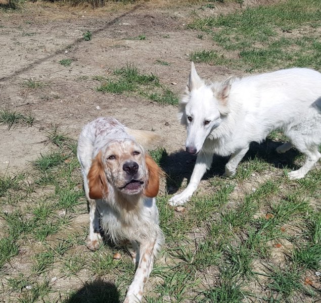 Gite canin La freydière - photo 1