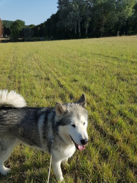 Gite canin La freydière - photo 3