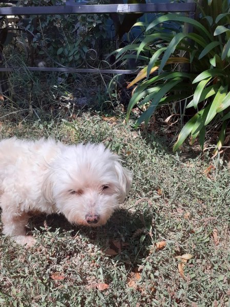 Pension Canine des Andran - photo 1