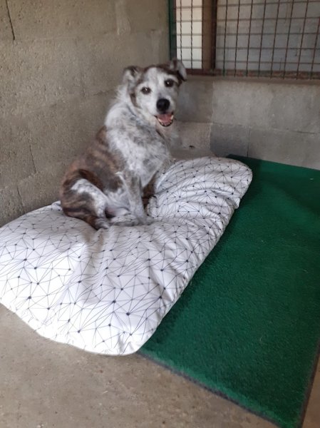 Pension Canine des Andran - photo 2