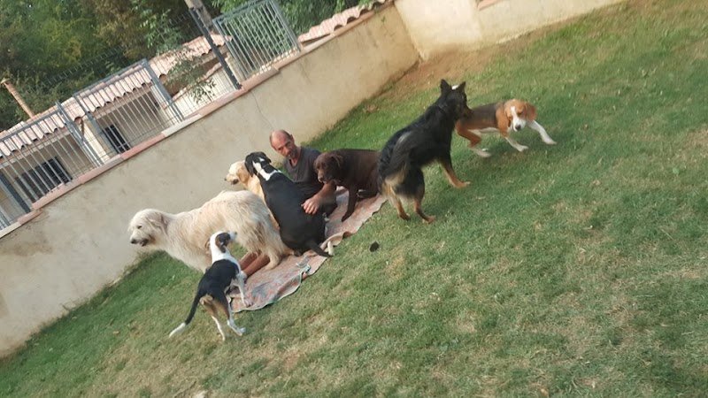 Pension canine la Câline. Pension pour chien. Drome Ardèche Garde de chien