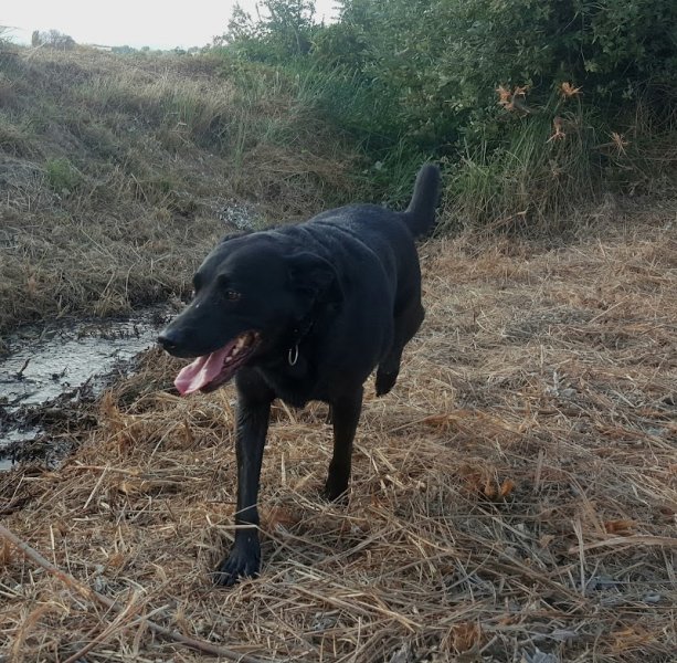 Pension canine la Câline. Pension pour chien. Drome Ardèche Garde de chien - photo 3