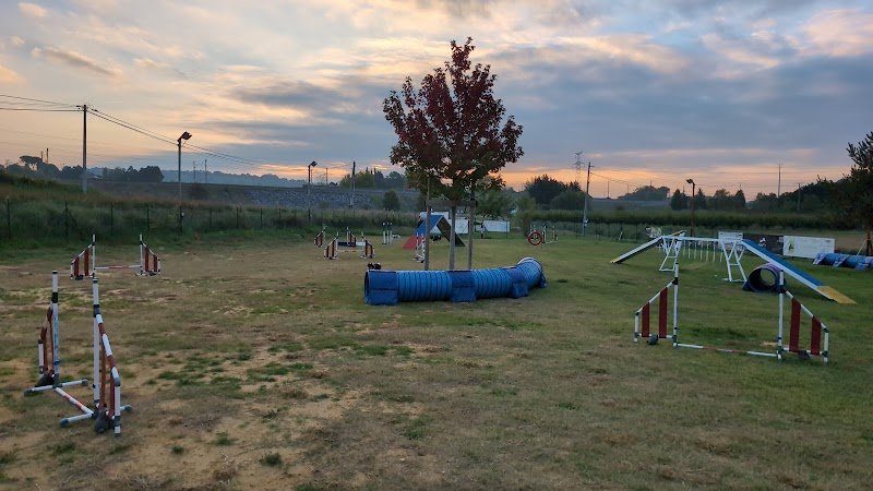 Agility en folie - photo 1