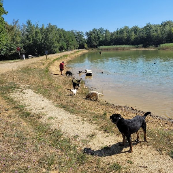 Les Amis Canins de Saint Francois - photo 2
