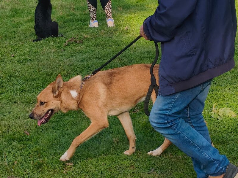 Kindogs: dressage, éducation et étude du comportement canin - photo 3