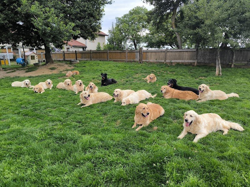 Comme ton ombre Éducation canine, rééducation comportementale
