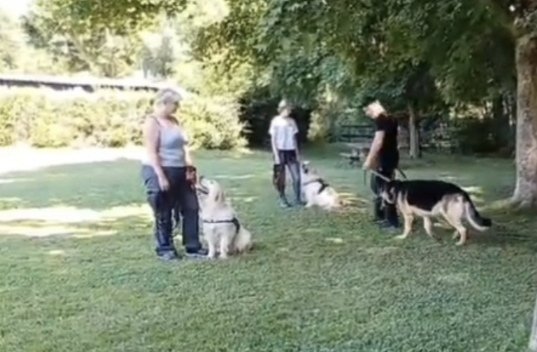 Comme ton ombre Éducation canine, rééducation comportementale - photo 2
