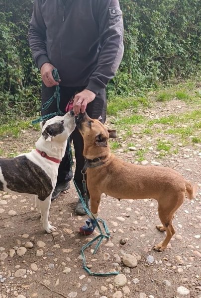 Comme ton ombre Éducation canine, rééducation comportementale - photo 3