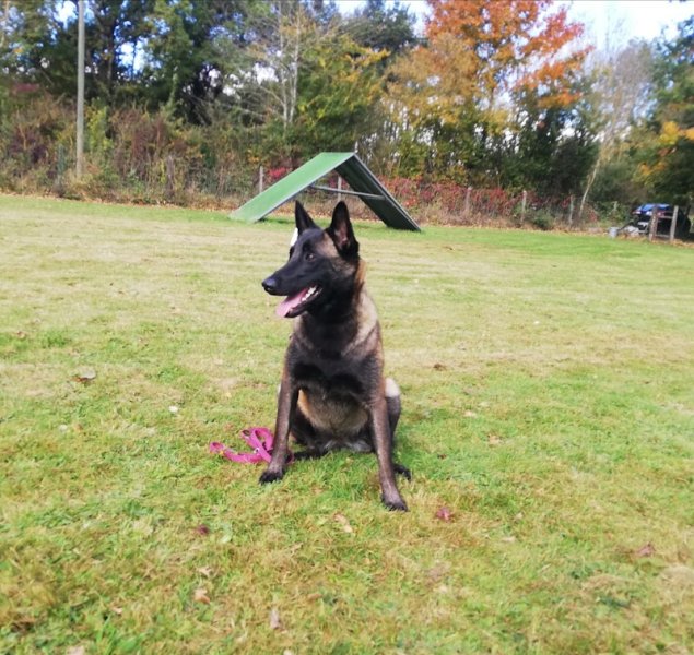 CECT - Education Canine toutes races - photo 2