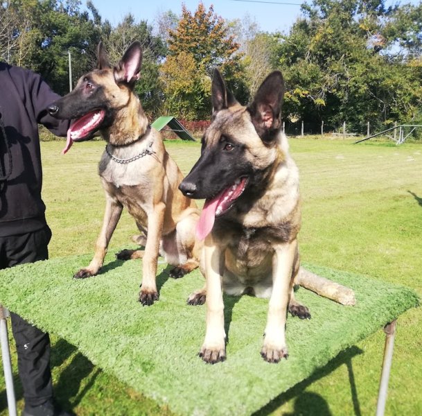 CECT - Education Canine toutes races - photo 3