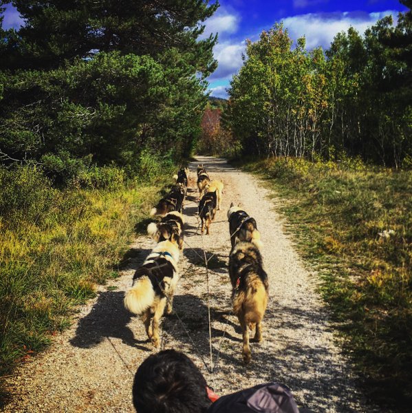 Ecole de chiens de traîneaux - Sensations Nordiques - photo 2