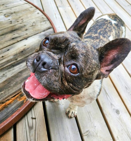 Comportementaliste et éducateur canin Carole Laporte CANICARO Gironde Bordeaux Cestas - photo 2