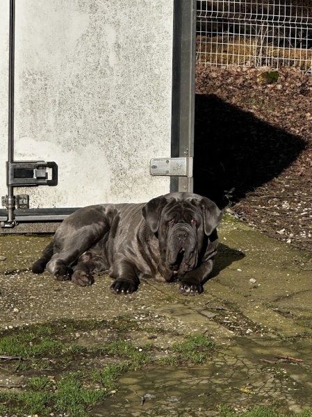 Pension canine des Taravas - photo 2