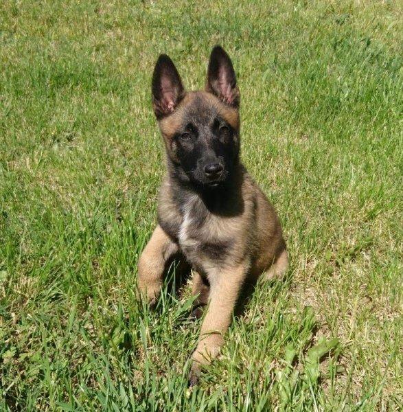 Elevage Canin Toutouteam - photo 1