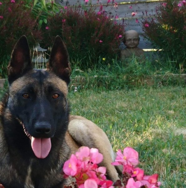 Elevage Canin Toutouteam - photo 2